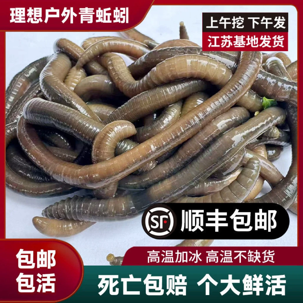 鲜活青蚯蚓活体鱼饵钓黄鳝鲶鱼黑鱼地笼活饵顺丰包邮
