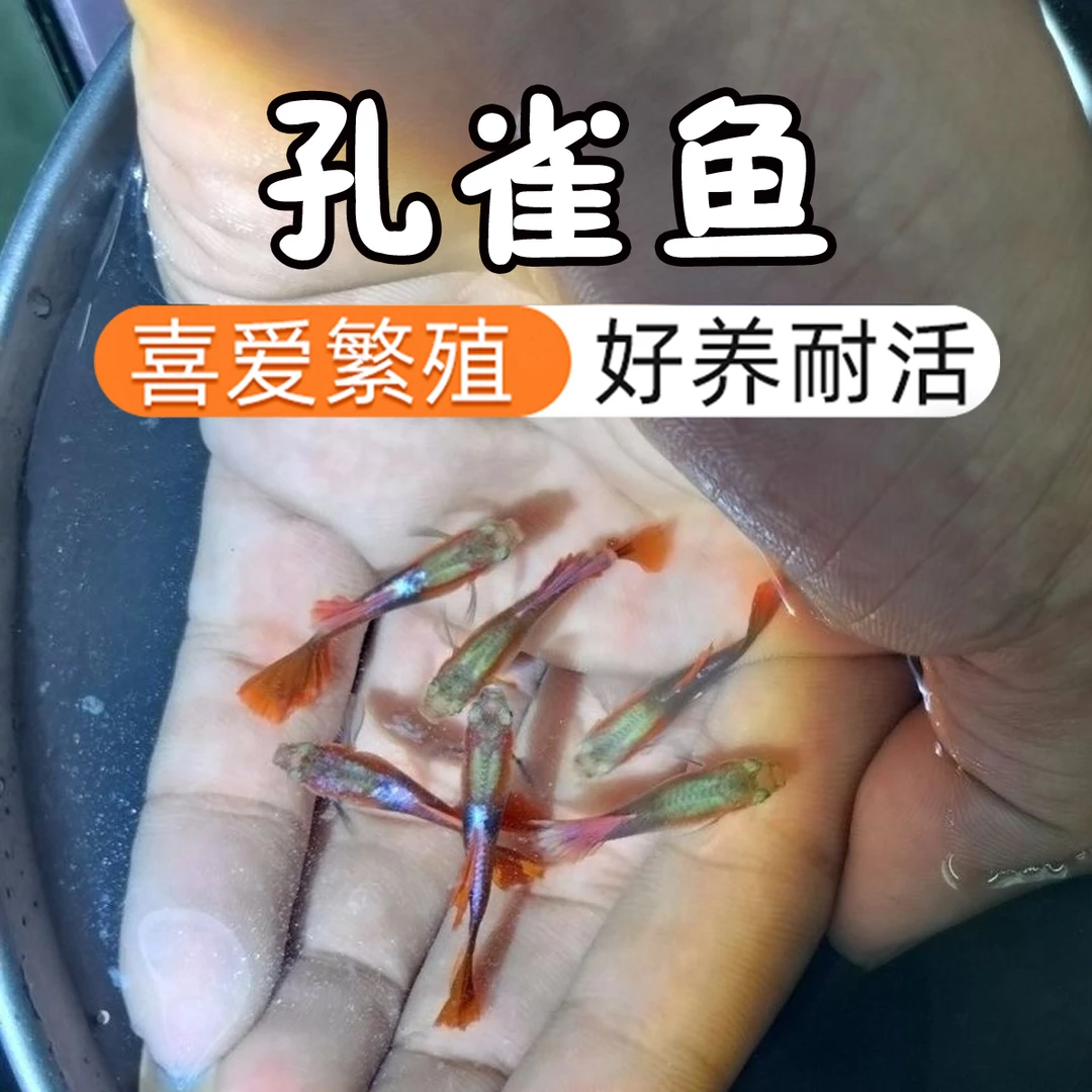 【30条孔雀鱼】小型胎生鱼灯科鱼杂袍孔雀鱼易活热带观赏鱼