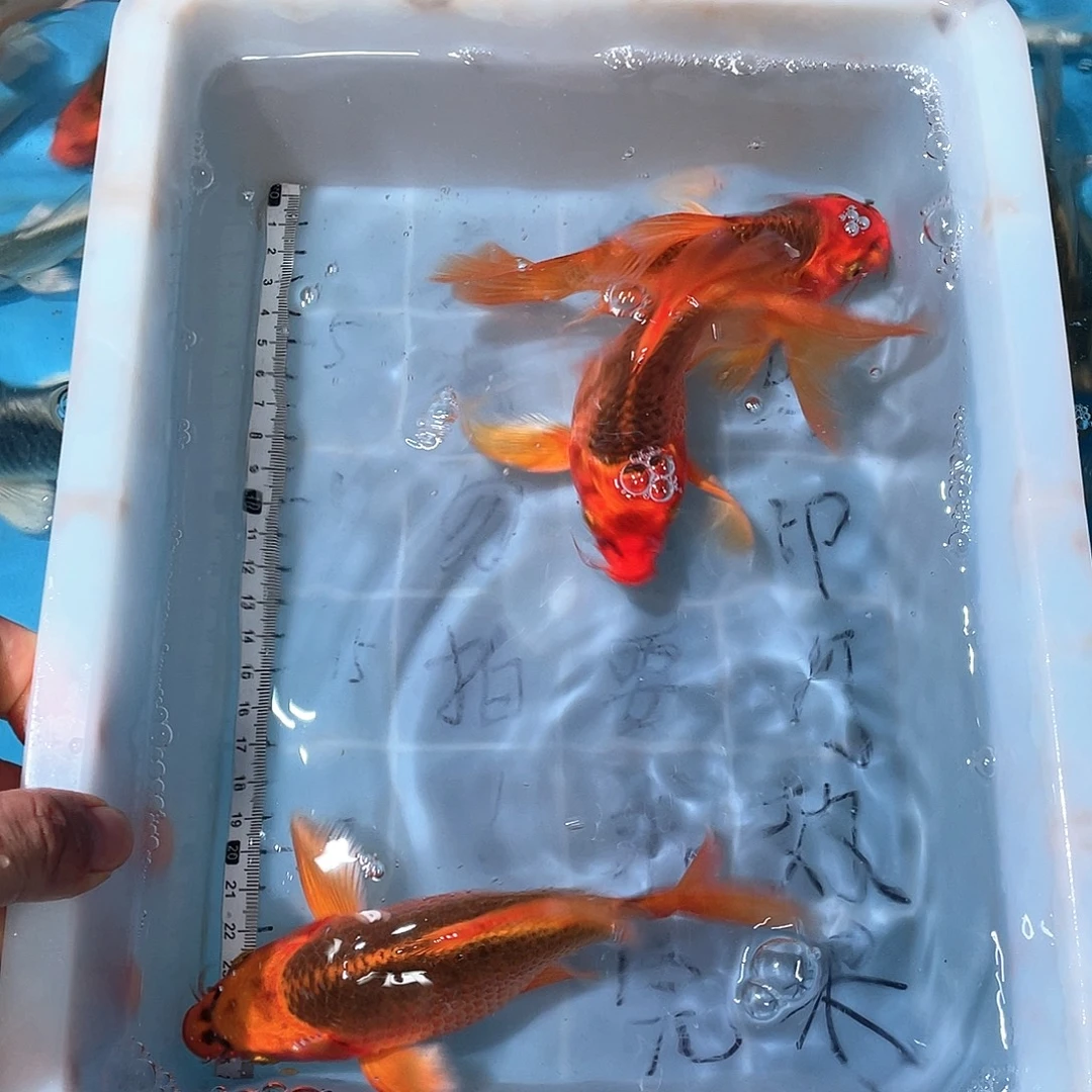 蝴蝶鲤渔场直发48