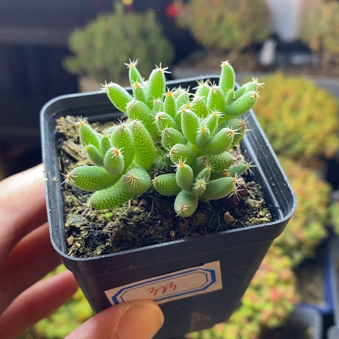 ୧****୨323号实生玉米枝干多肉