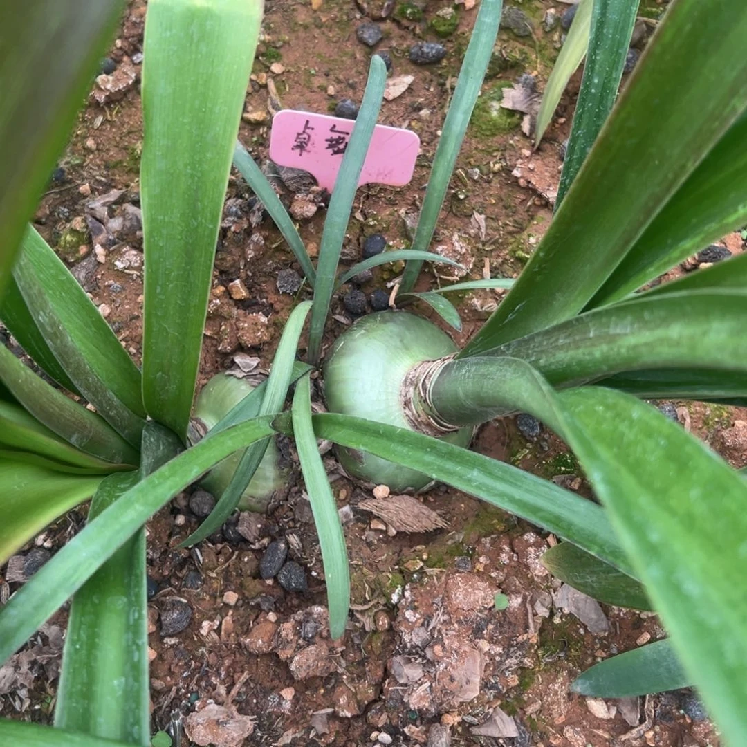 无花朵桌舞7厘米坨