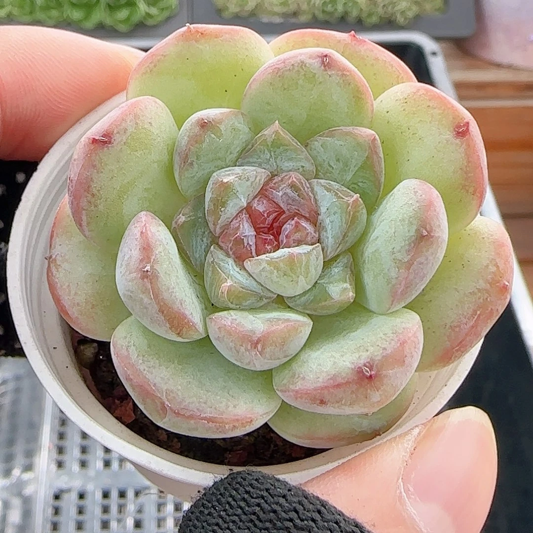 多肉1010--233糖心