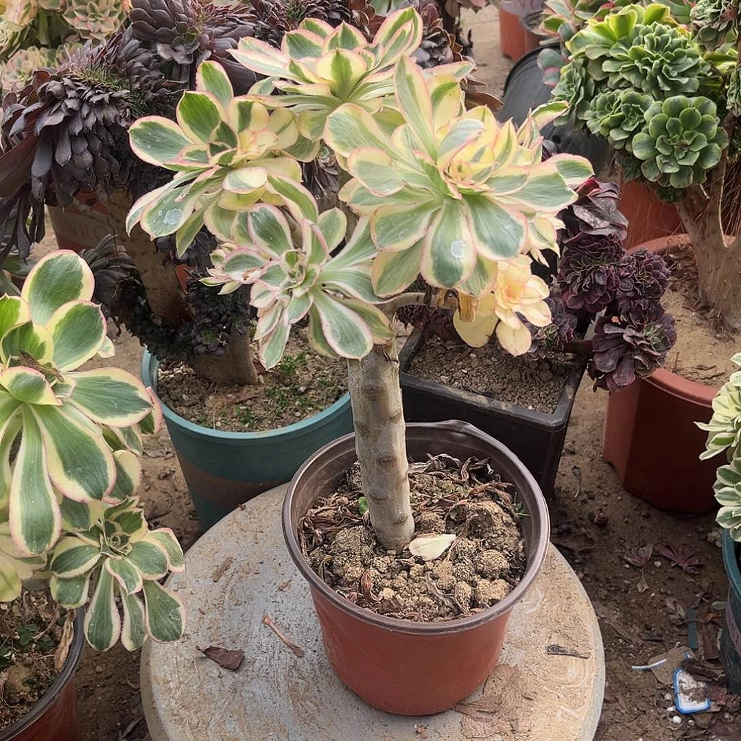 11燕姿无主头法师多肉植物