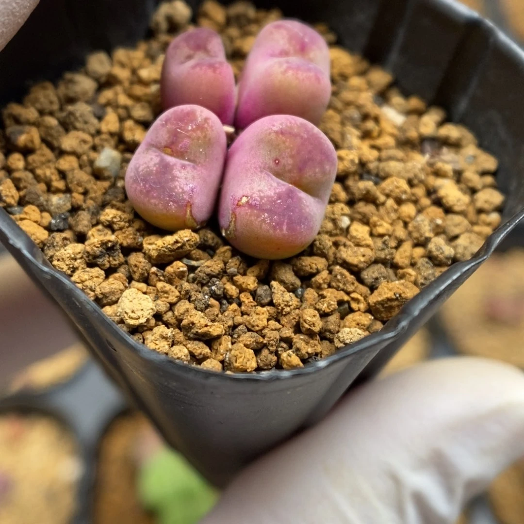 多肉植物肉锥杂交K-5223