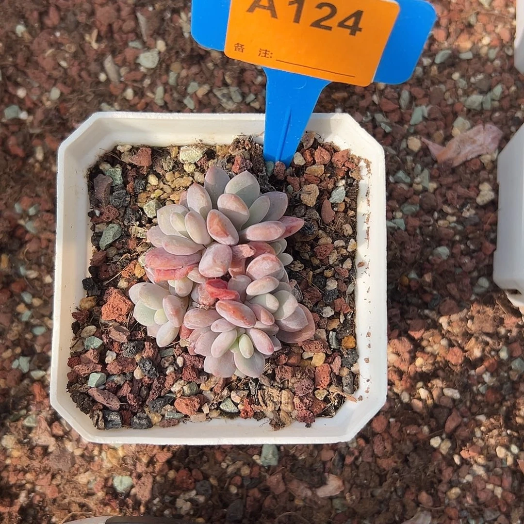 糖***尔多肉植物一物一拍