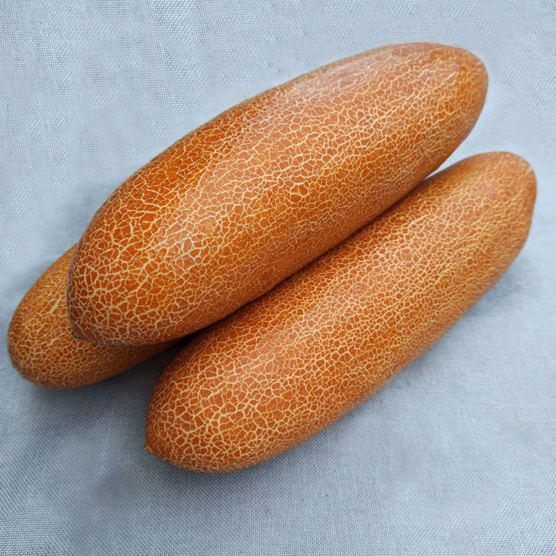 农家自产（麻皮黄瓜）新鲜采摘