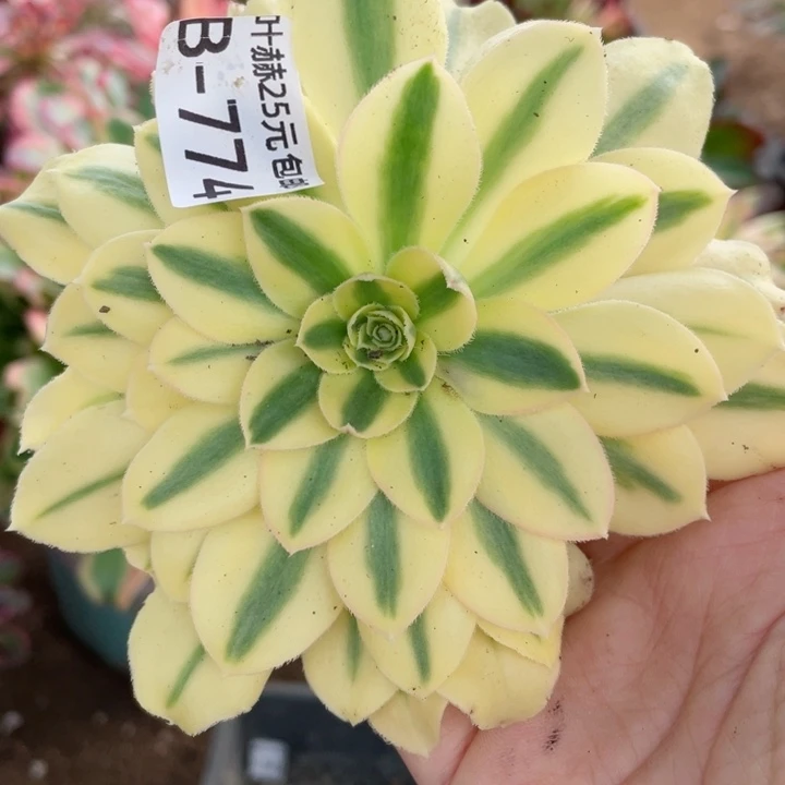 774绿珀多肉12345678