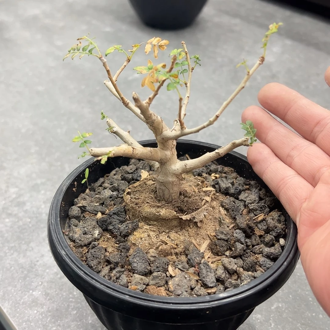 T***r小尼乐达66688888