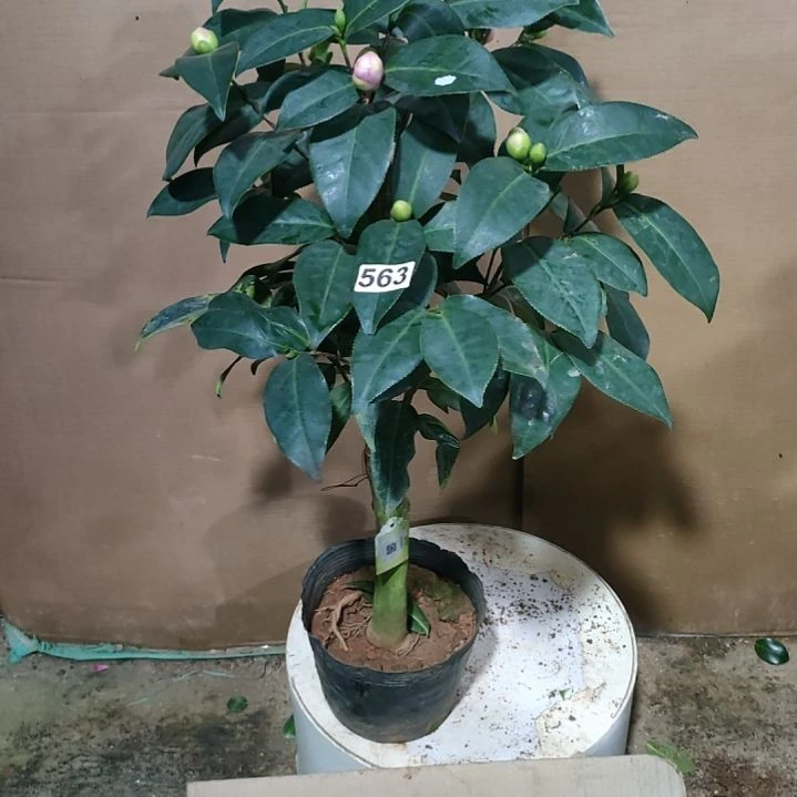 563四季海棠，原盆原土发货，不包邮