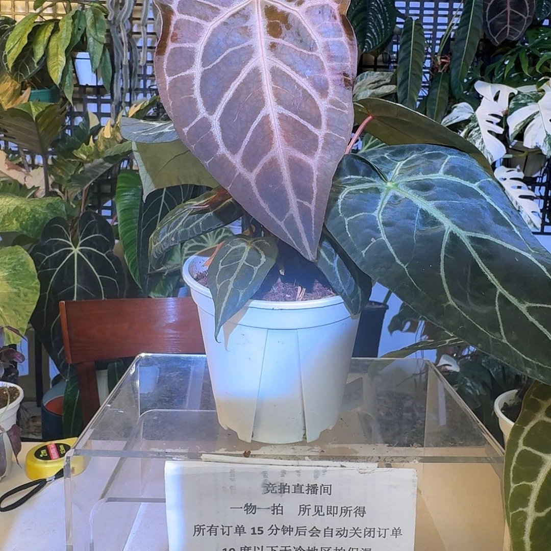 完全开放J190米歇尔杂黑水晶