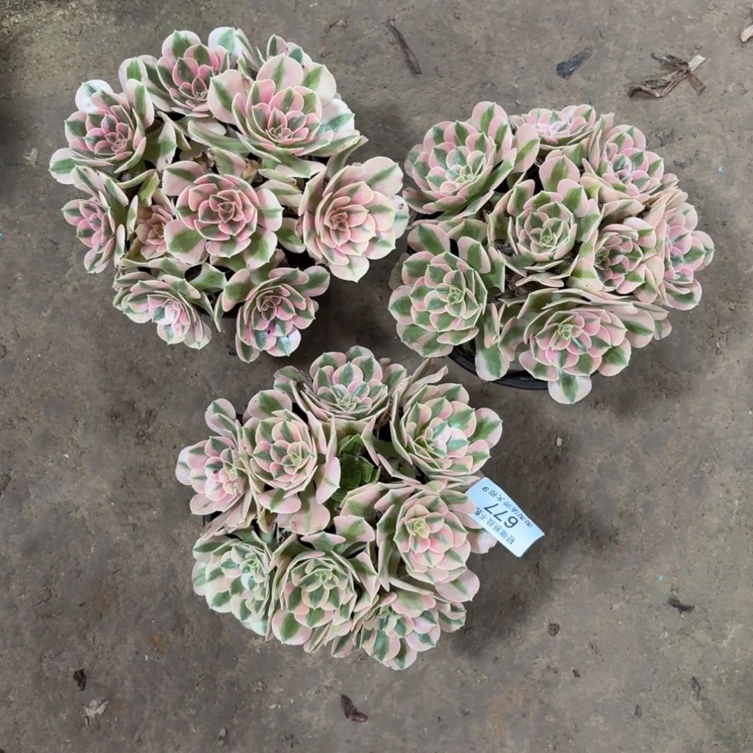 ❀***.677三棵多肉植物法师