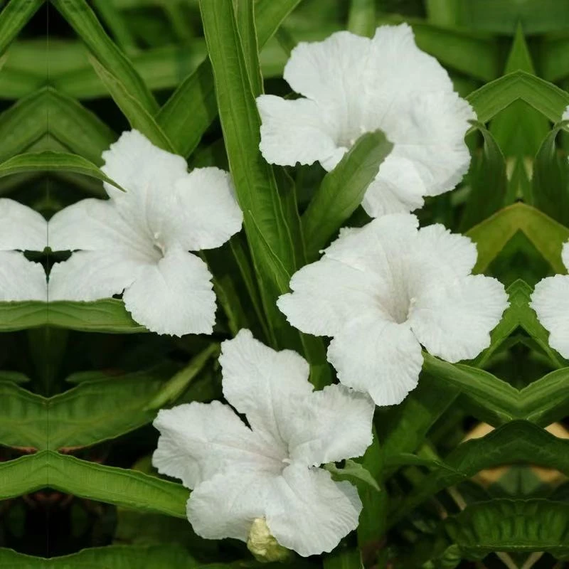 翠芦莉多年生芦莉草耐旱耐热室外庭院花卉蓝花草紫花水生工程大苗