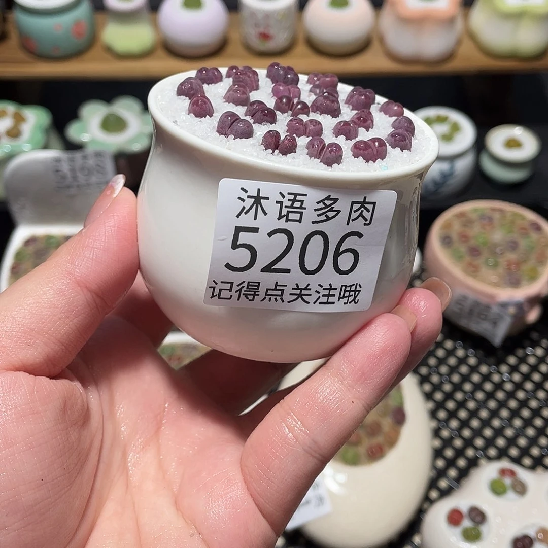 带盆土植物 一物一拍5206