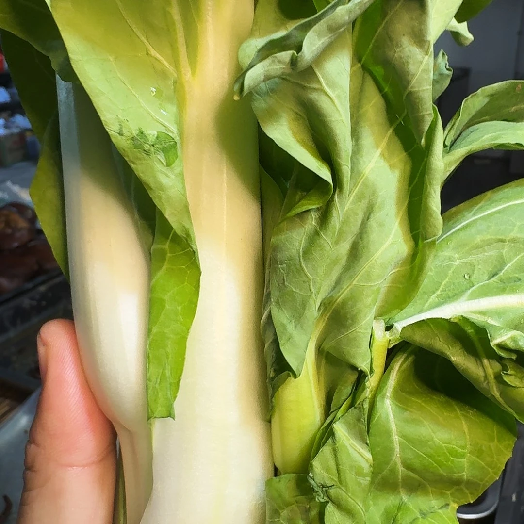 英***云白菜中国大陆青菜