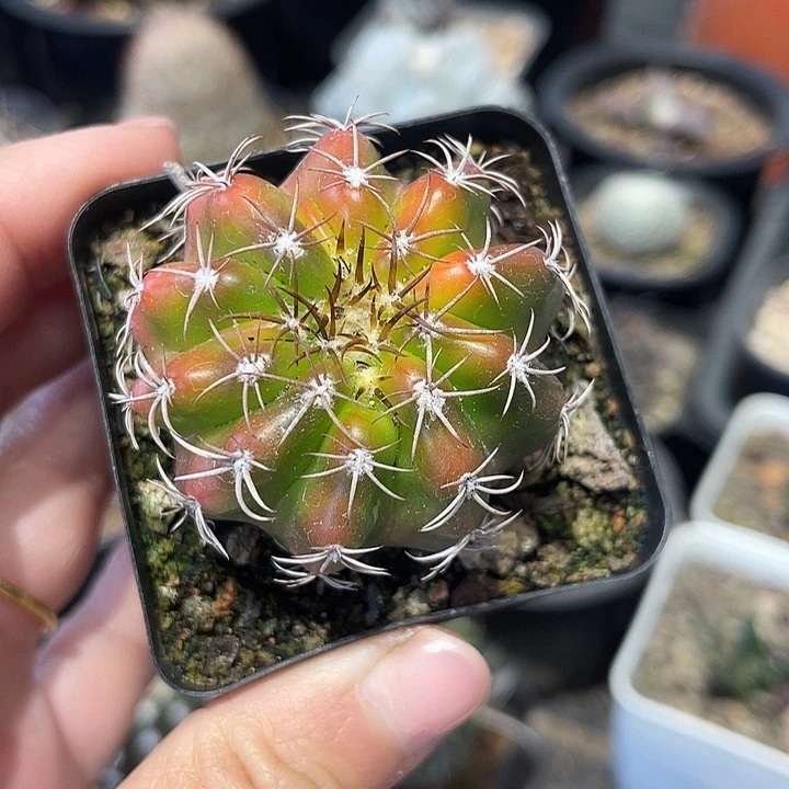 实生圆盘玉仙人球一颗