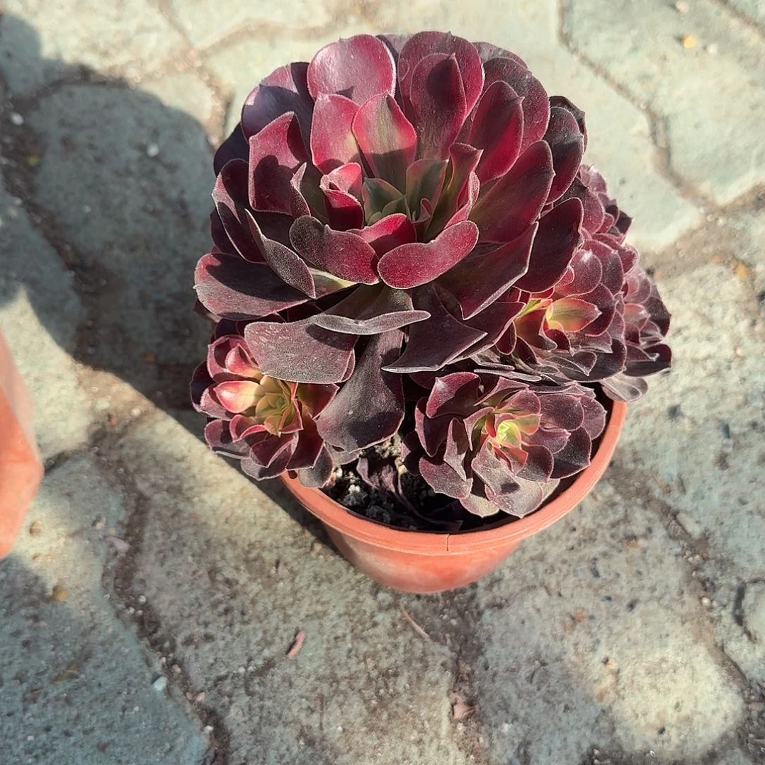 美杜莎法师多肉植物