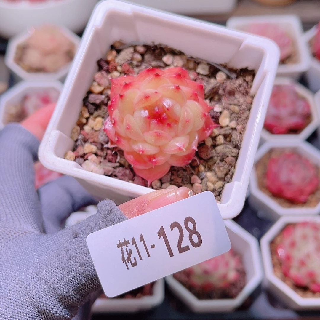 花11-128海王单头