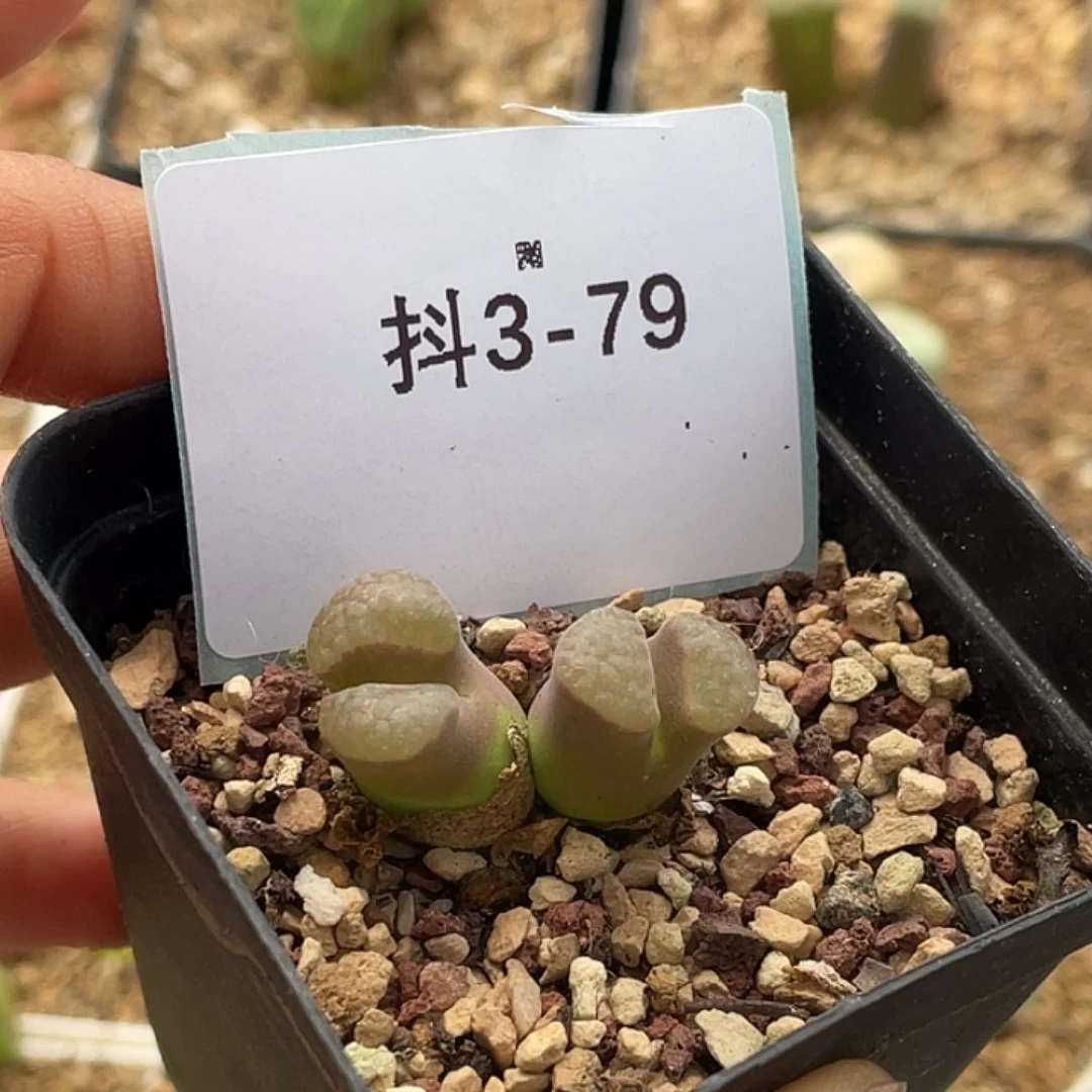 水*冻3-79肉锥多肉植物