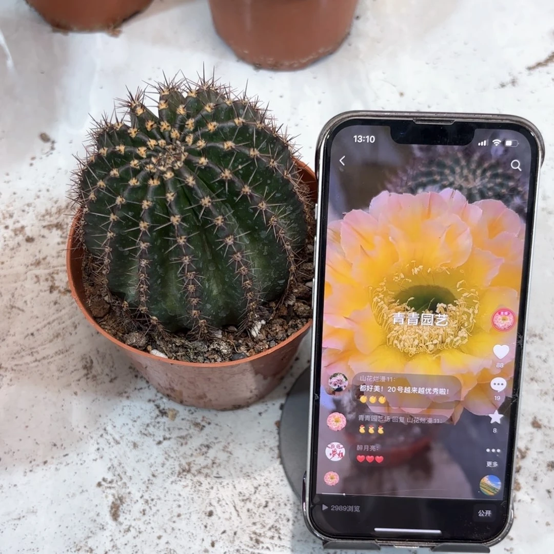 心*彩草青青20号7.5公分左右