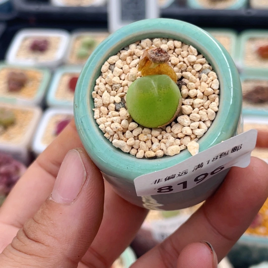 无花朵8196-一物一拍 带盆 1798.79