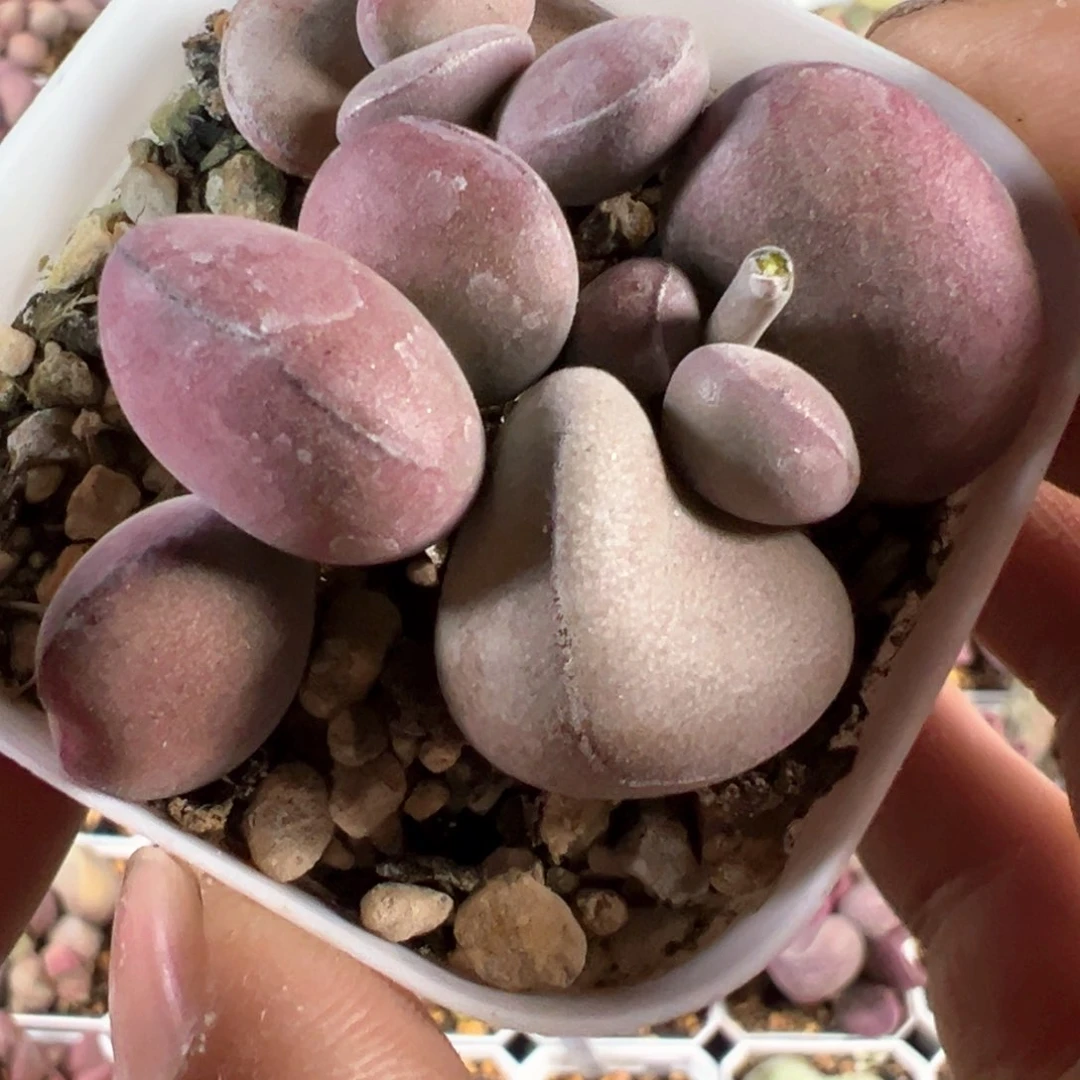 球球紫蛋老桩多肉植物水泡