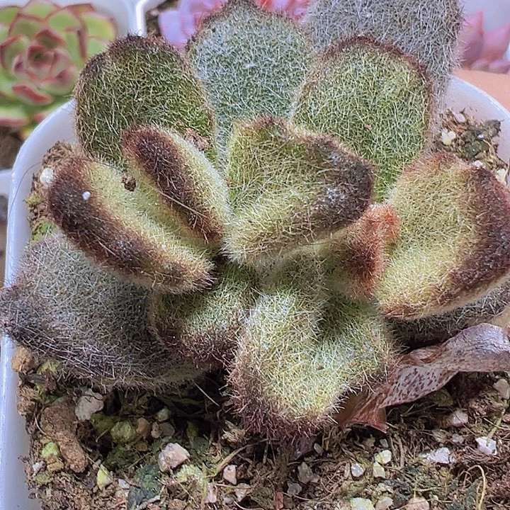 泰迪熊19包邮多肉植物