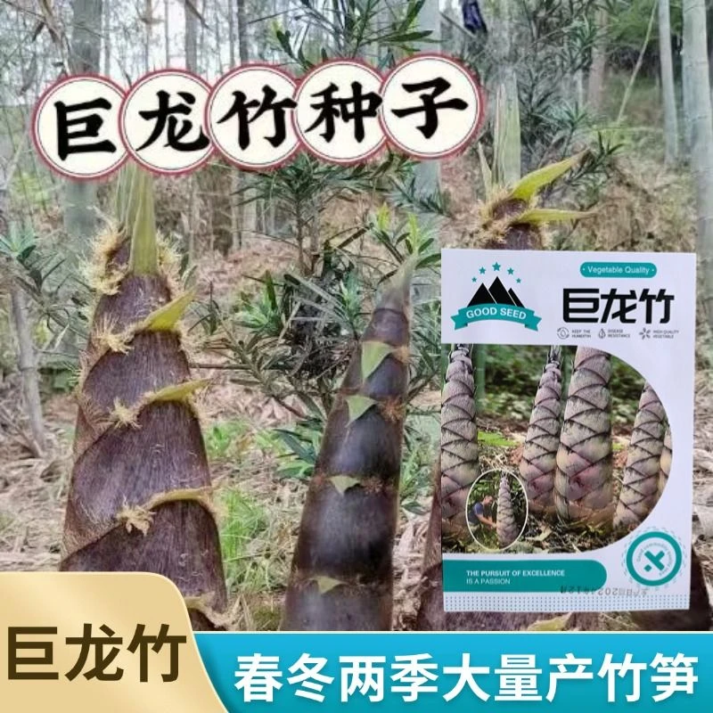 大型巨龙竹楠竹种子使用竹笋种子四级庭院外种植巨龙竹竹子种子