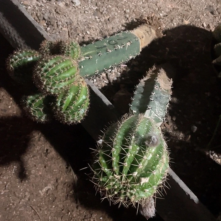 ❤️**两颗打包清渠福利