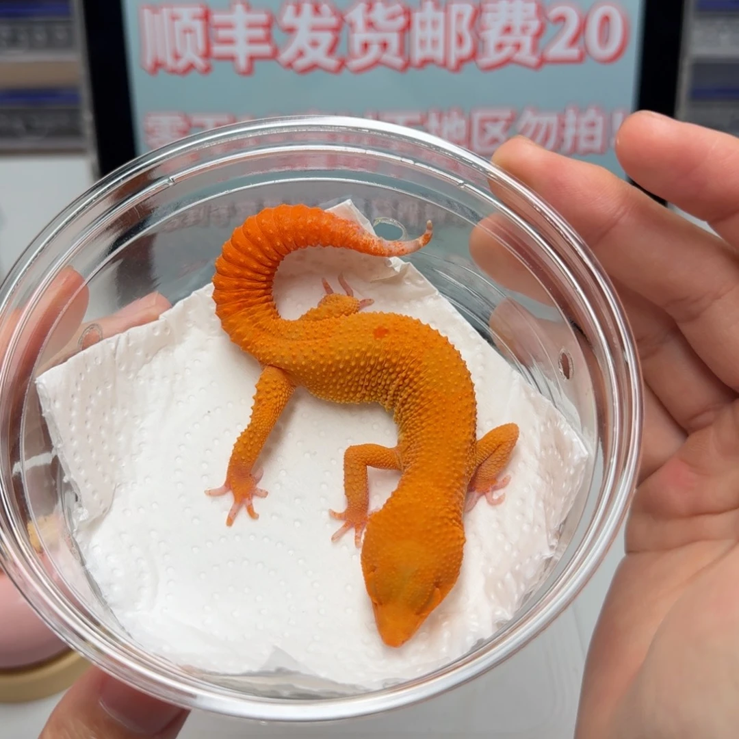 豹纹守宫满尾贝尔蜜桔妹妹