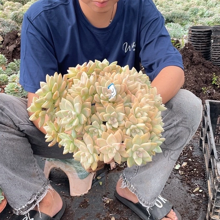 73 一物一拍淡雪缀