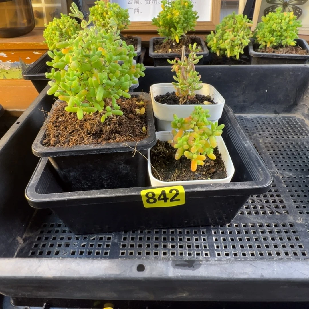 3***七枝干番杏多肉植物842