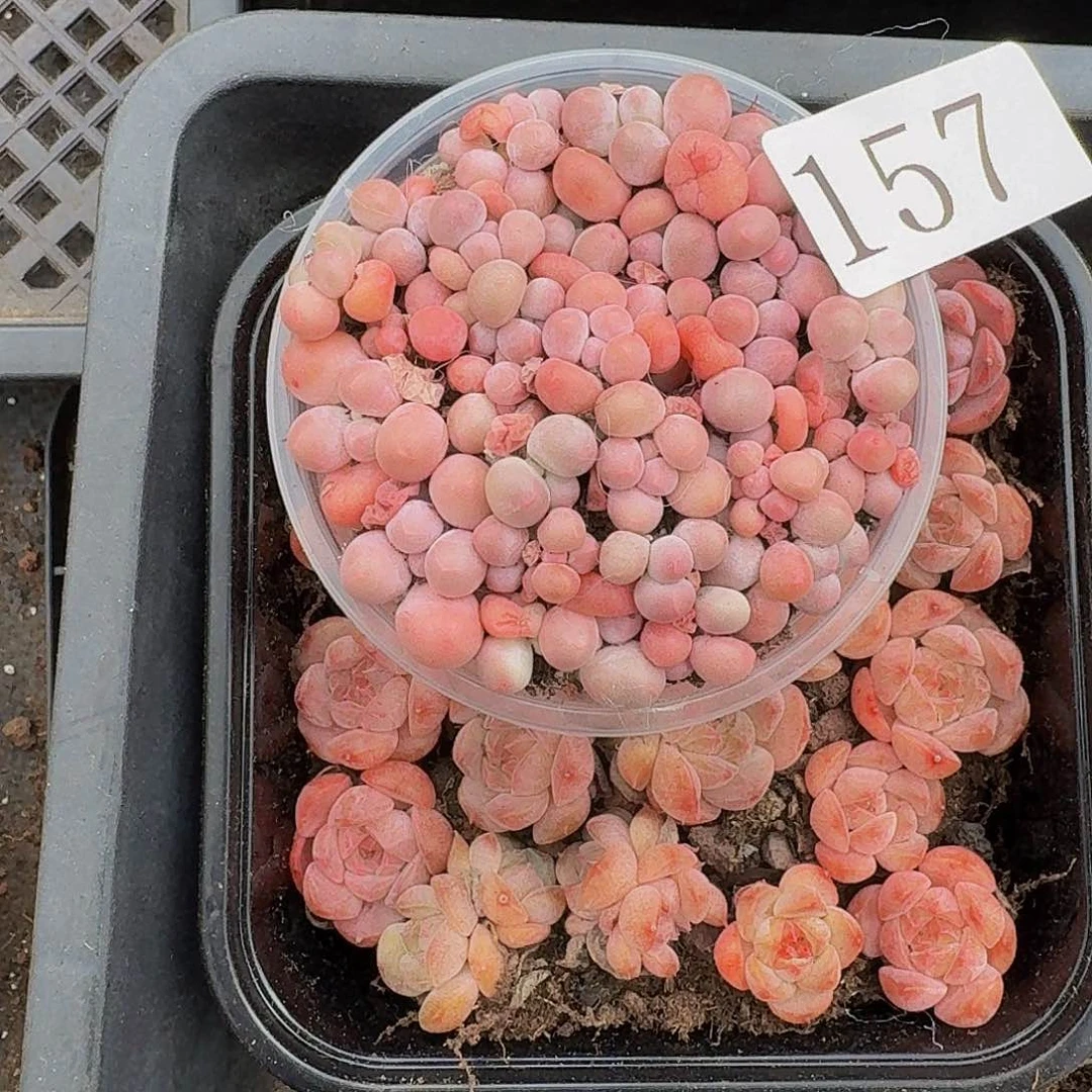多肉植物多肉植物157
