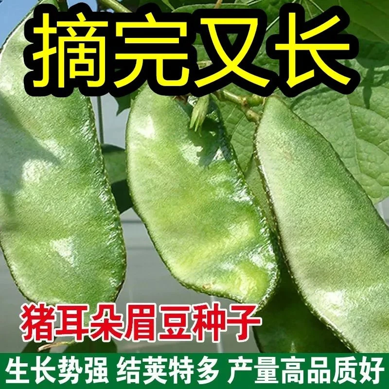 【今年新种】绿眉豆种子猪耳朵扁豆籽种阳台盆栽种植蔬果种籽