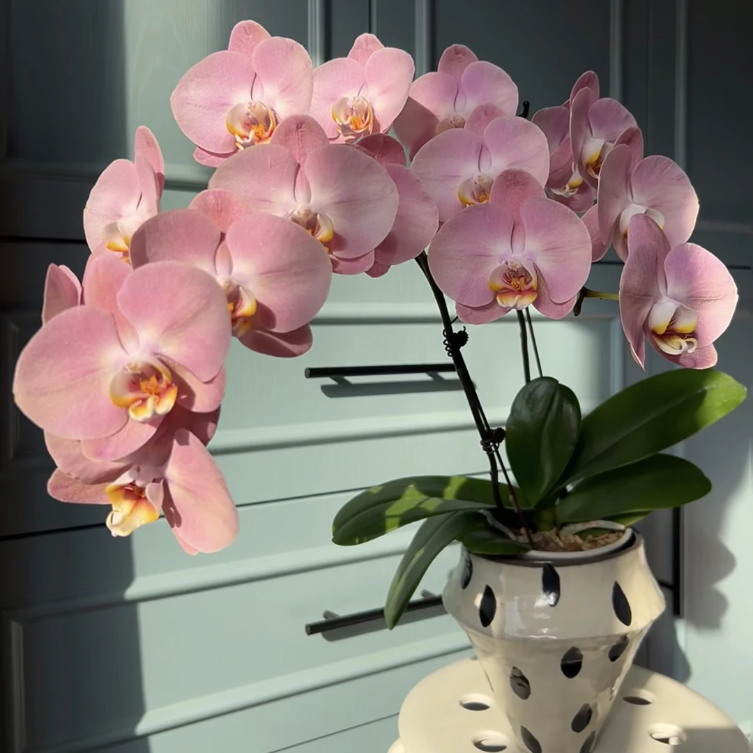 【金车蜜桃·蝴蝶兰】 情人节限定！好看好养开花绿植盆栽