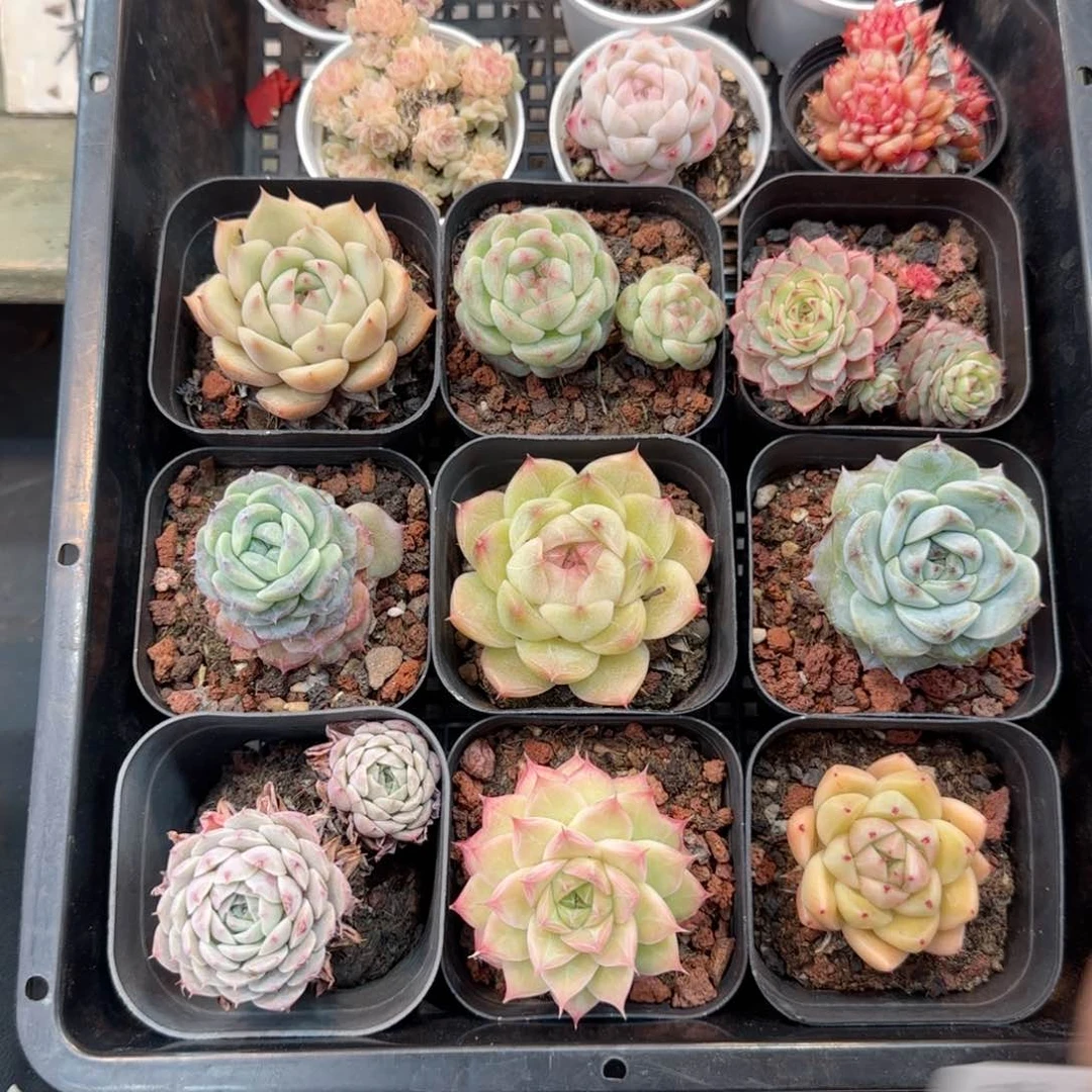 框拍框拍框0209-53