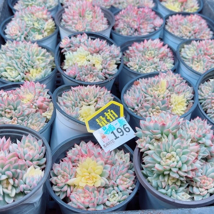 多肉植物多肉植物