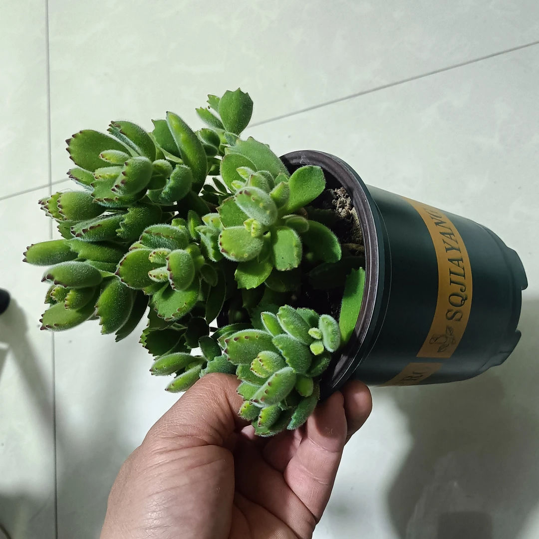 熊童子多肉花卉多肉植物多肉小盆栽多肉老桩多肉盆栽室内