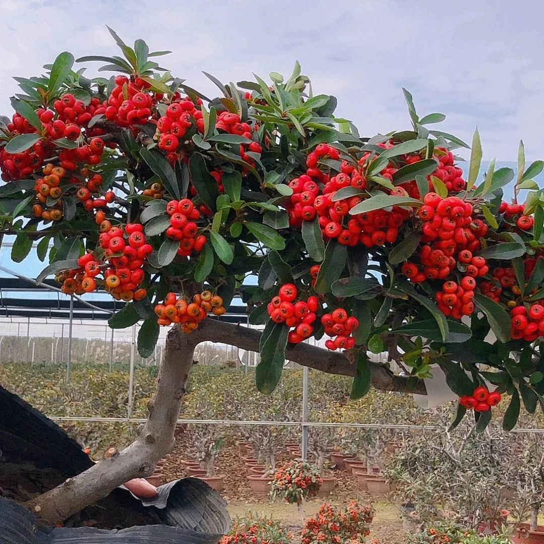 肖***遥无花朵火棘吉祥果
