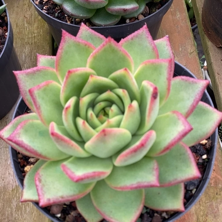 D112- 一物一拍 东云