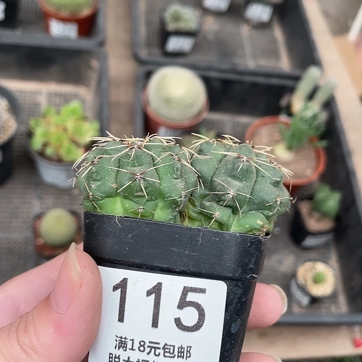 115双头绯花玉（满18包邮）