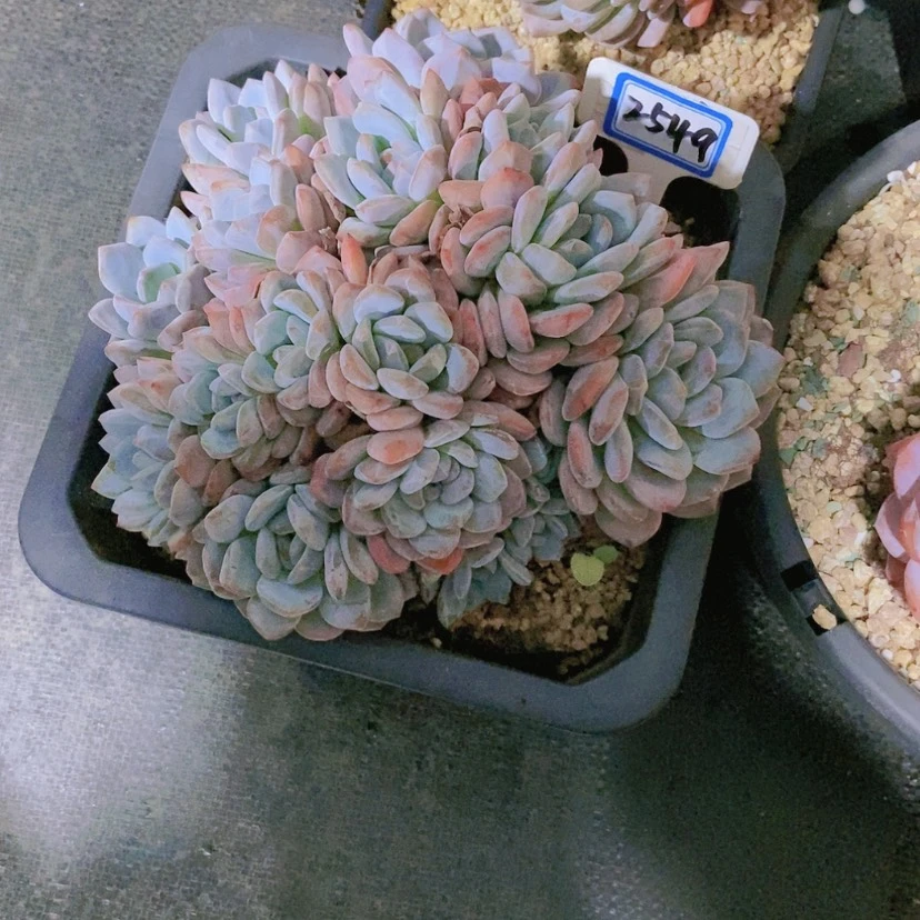 【闪购商品】?*花2549