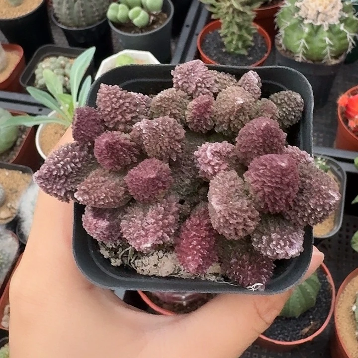 钢***v朱子玉仙人球12345