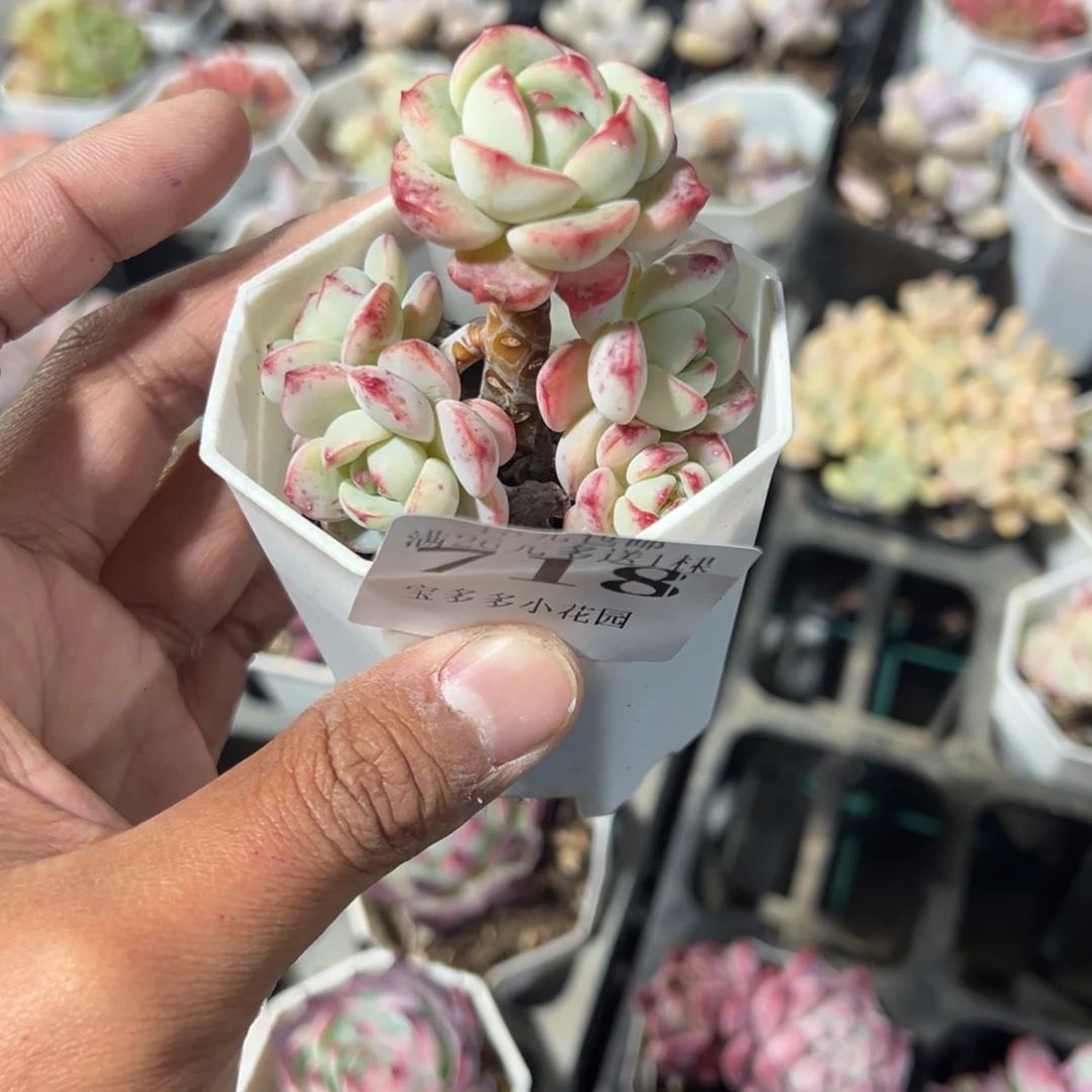 718号香草小老桩群一物一拍