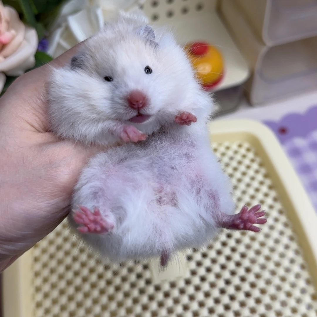 A8黄波妹妹5.2生日