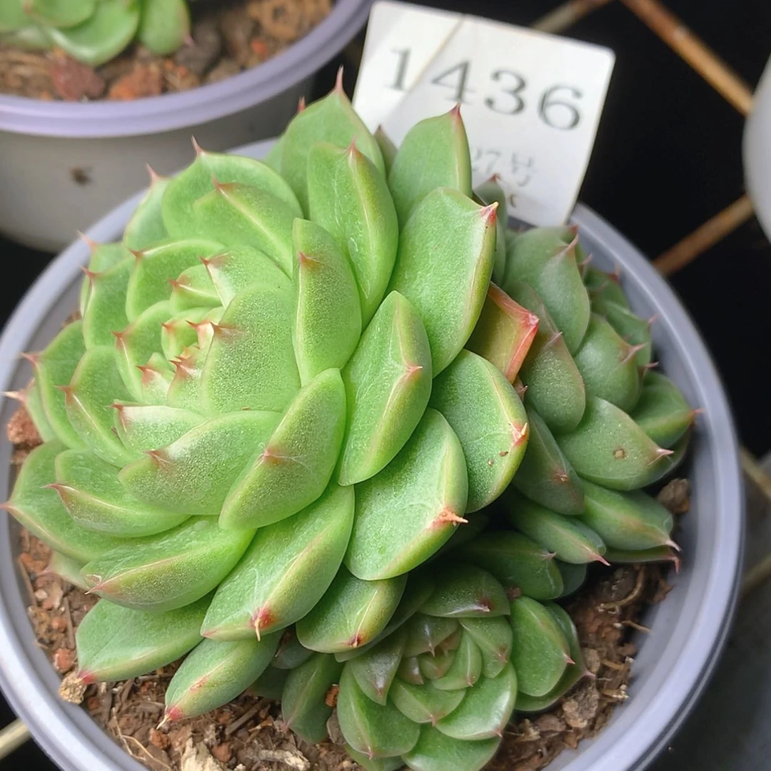 【闪购商品】云1436号