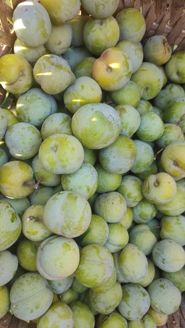 钱塘农家李子3斤装