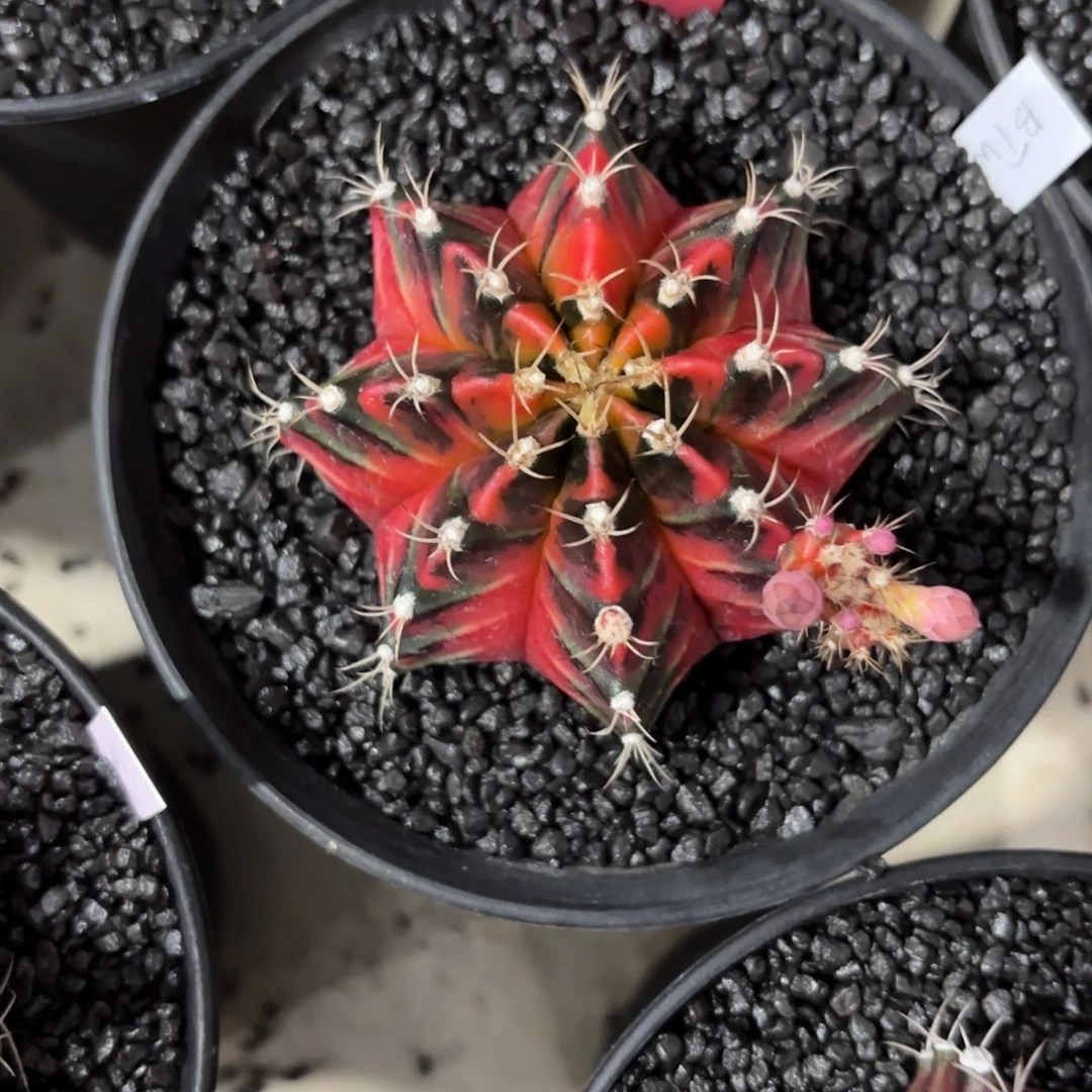 130-0103泰国发货多肉