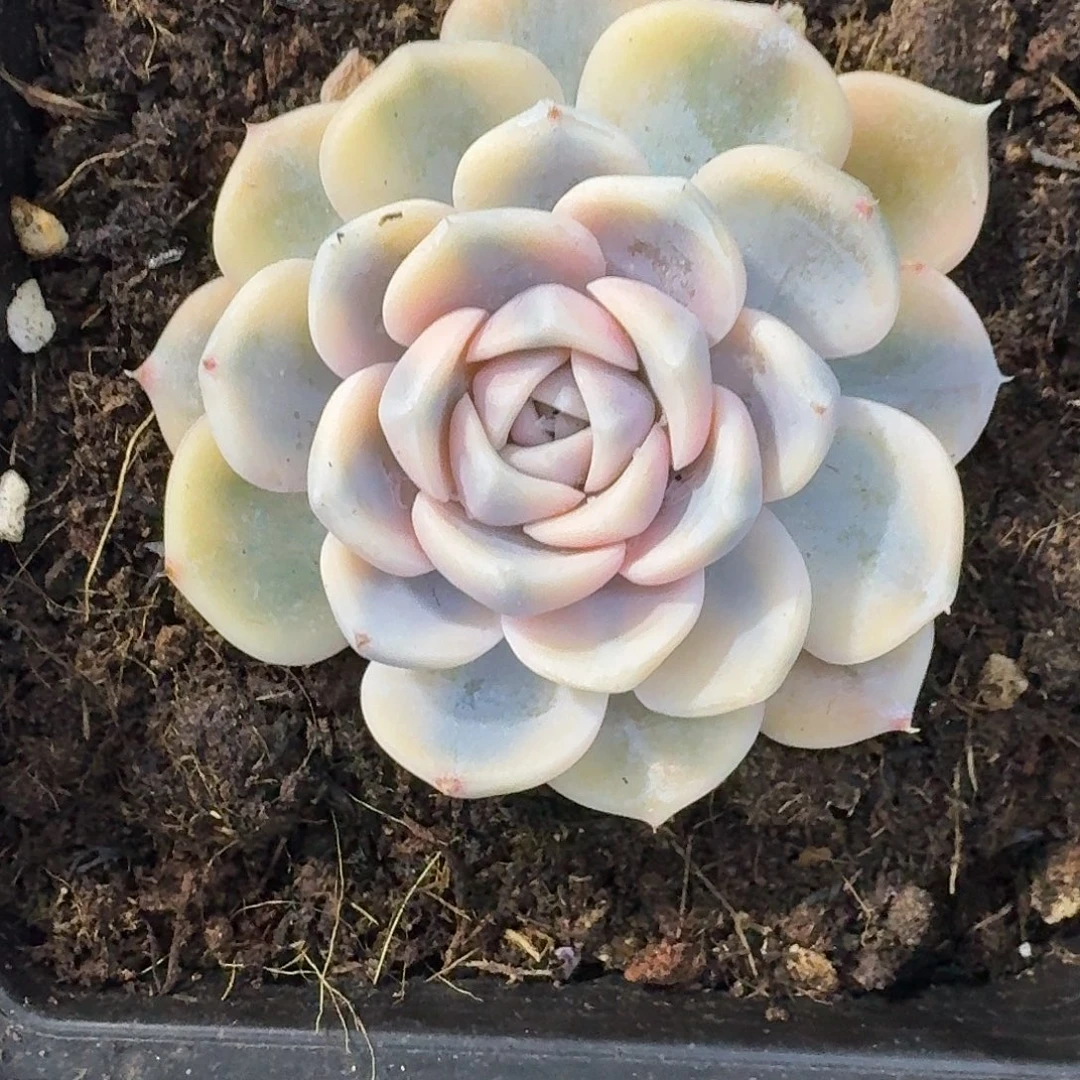 汉堡锦一物一拍好看