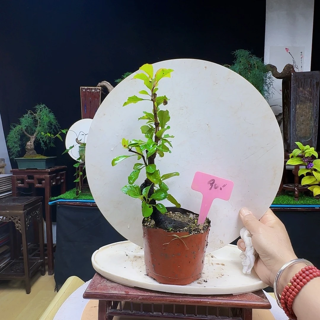 “***”无花朵棠梨发干活货架家