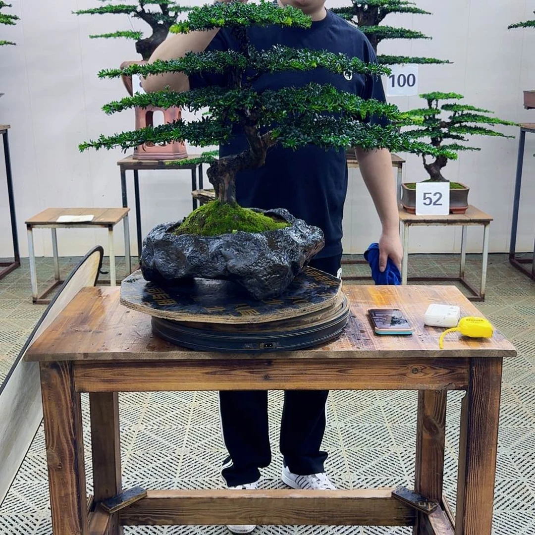 无花朵珍珠罗汉松造型盆景